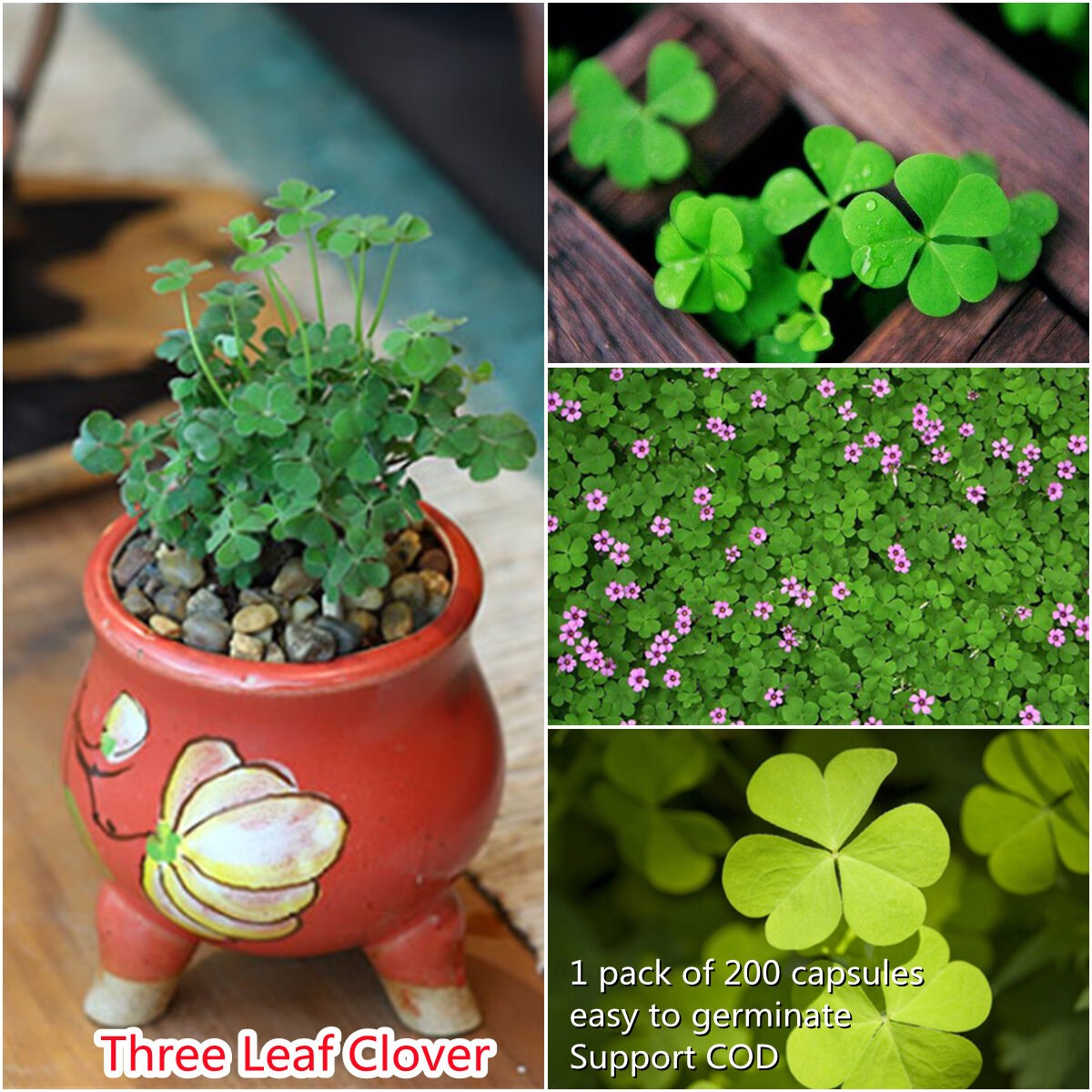 Germination rate 99% 50 particles/bag Four Leaf Clover Seed 