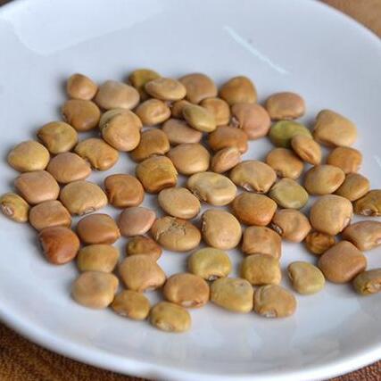 15-เมล็ด-เมล็ดมันแกว-yam-bean-มันแกว-j-cama-ของแท้-100-อัตรางอกสูง-70-80-yam-bean-seeds-มีคู่มือปลูก