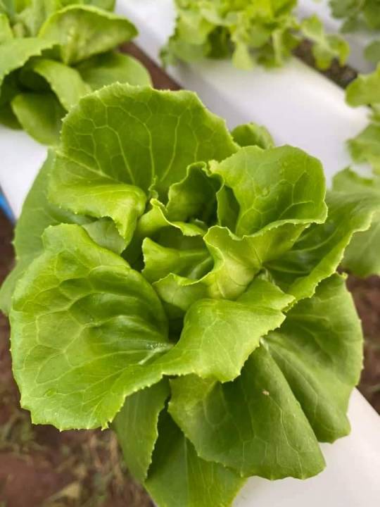 ธาตุอาหารพืช-ปุ๋ยไฮโดรโปนิกส์-ปุ๋ยab-ปุ๋ยน้ำ-ปุ๋ยผักสลัด-สำหรับปลูกผัก-hydroponics-ขนาด1000ml-3ชุด-6-แกล่อน-ร้าน-ab-online-hydroponics