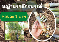 (10ท่อน) ท่อนละ 1 บาท ท่อนพันธุ์หญ้านรกจักรพรรดิ์ ปลูกง่าย โปรตีนสูง  ใช้ปลูกเพื่อเลี้ยงสัตว์กินพืชทุกชนิด สินค้าพร้อมส่ง