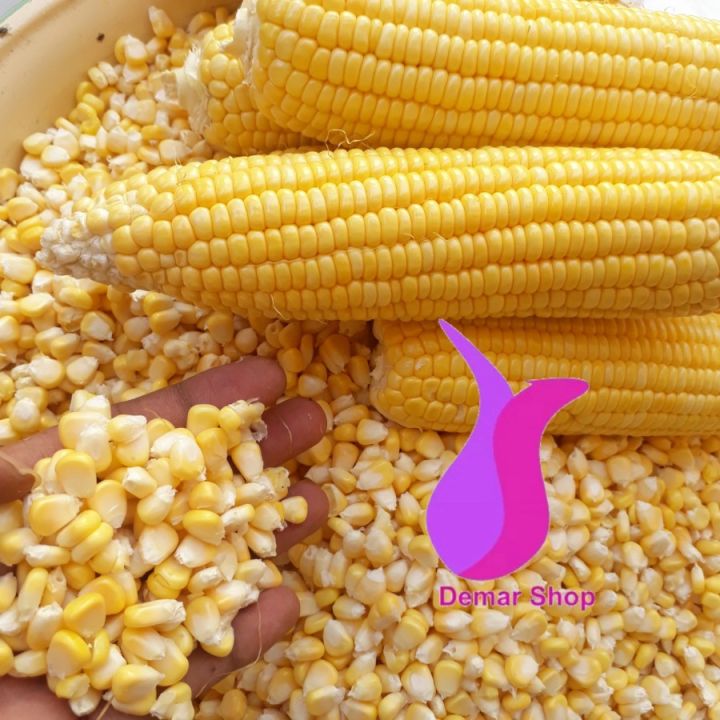 Jagung Manis Pipil Jasuke Jagung Kupas Fresh Jagung Pipil Jasuke 1 Kg Lazada Indonesia 0216