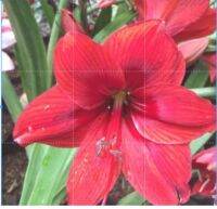 ว่านสี่ทิศฮอลแลนด์ Amaryllis Royal Velvet สินค้านำเข้า แช่เย็นแล้ว หัวขนาดใหญ่ สินค้าจำนวนจำกัด