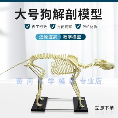 Pet orthopedics instruments dog bone specimens dog dog skeleton bone anatomy combination model animals with