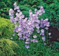 เมล็ดพันธุ์ Home Plant Campanula persicifolia peach bellflower 200 เมล็ด เมล็ดพันธุ์ Home Plantนำเข้าจาก อังกฤษ