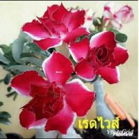 12 เมล็ด เมล็ดพันธุ์ ชวนชม สายพันธุ์ไต้หวัน ดอกสีแดง Adenium seed กุหลาบทะเลทราย Desert Rose ราชินีบอนไซ เปอร์เซ็นต์การงอก 80-90%