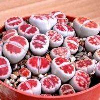 เมล็ดพันธุ์ Lithops karasmontana v mickbergensis red tops 10 เมล็ด แคคตัส ไม้อวบน้ำ