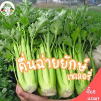 เมล็ดพันธุ์ คื่นฉ่ายยักษ์ คื่นฉ่ายฝรั่ง เซเลอรี่ Celery Utah Seed บรรจุ 1000เมล็ด เมล็ดพันธุ์นำเข้าแท้ 100% พร้อมส่ง