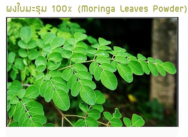 มะรุมผง-ใบมะรุมบดผง-สมุนไพรผงใบมะรุมธรรมชาติ-100-moringa-leaf-powder-ใบมะรุมบดผงบริสุทธิ์ไม่มีผสม-500-กรัม