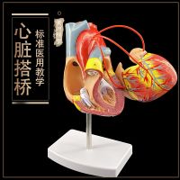 Professional structure of human body heart anatomy model medical teaching organs hospital school AIDS pa/B can tear open outfit