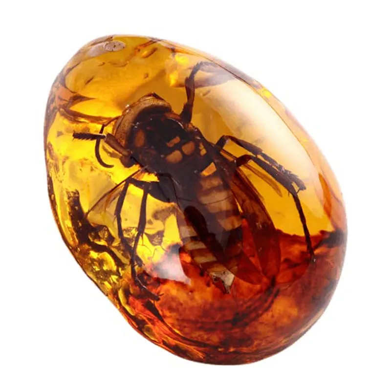 8Pcs Amber Fossils with Insects Samples Stones for Home ...