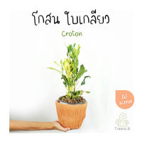 Treeno.9 T381 โกสน ใบเกลียว - ไม้มงคล (Croton) ถุง 6 นิ้ว / สูง 30-50 ซม. / ไม้ประดับ ใบสวยงาม (ต้นไม้)