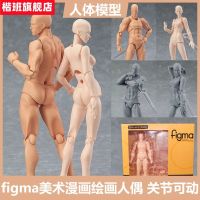 Ferrite human hand drawing reference cartoon characters do model art furnishing articles doll tool joint movable frame