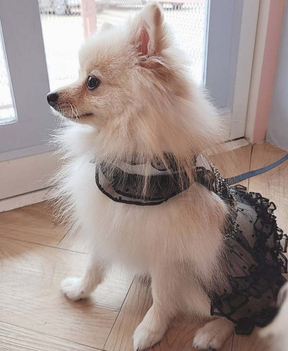 glitter-pooch-harness-ชุดรัดอก-สายจูง-เสื้อผ้า-สุนัข-หมา-แมว-สัตว์เลี้ยง-พร้อม-สายจูง-รุ่น-sassy-emily-black