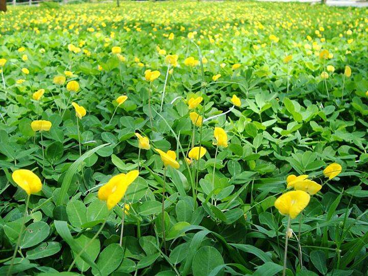 ขายส่ง-100-เมล็ด-ถั่วบราซิล-arachis-pintoi-มีชื่อเรียกอย่างอื่นว่า-ถั่วพินตอย-ถั่วปิ่นโต-pinto-peanut-ถั่วลิสงเถา-ถั่วเปรู-ถั่วอมาริลโล-amarillo-peanut