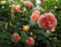 30 เมล็ด เมล็ดพันธุ์ กุหลาบ พันธุ์ Abraham Darby Rose seed ดอกใหญ่ นำเข้าจากต่างประเทศ พร้อมคู่มือ เมล็ดสดใหม่