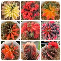 เมล็ดพันธุ์แคคตัส ยิมโน Cactus gymno seed 50-200 เมล็ด ยิมโนด่าง กระบองเพชร แคคตัส