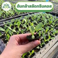 ปันบุญออร์แกนิค - ต้นกล้าผักสลัด สลัดกรีนคอส Green Cos lettuce [ชุดละ 35 ต้น] ต้นกล้าผักอินทรีย์ แข็งแรง พร้อมปลูก