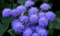 เมล็ดพันธุ์ อะเจอราตุ้ม Ageratum Houstonianum floss flower dwarf 200 เมล็ด เมล็ดพันธุ์นำเข้าจาก อังกฤษ