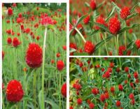 บานไม่รู้โรย 100 เมล็ด สตรอเบอรี่ Strawberry Fields อัตรางอก 90% ดอกไม้มงคล ดอกใหญ่ ออกดอกตลอด ทนแดด ทนฝน.