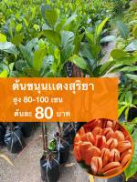 ต้นขนุนแดงสุริยา ต้นละ 80 บาท