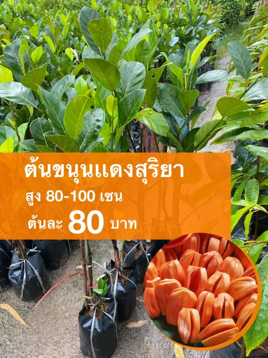 ต้นขนุนแดงสุริยา