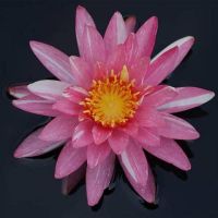 เมล็ดสายต่างประเทศ (Night Blooming Water Lily) ขาวแกมชมพู 5 เมล็ด