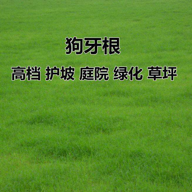 Bermudagrass seeds dwarf Bermuda pure imported lawn resistant to trampling nopruning slope