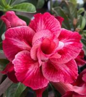 5 เมล็ด เมล็ดพันธุ์ ชวนชม ลูกผสมไฮบริด สายพันธุ์ Sahel สีแดง กุหลาบทะเลทราย Desert Rose Adenium seed ราชินีบอนไซ ปลูกง่ายมาก รีบสะสม