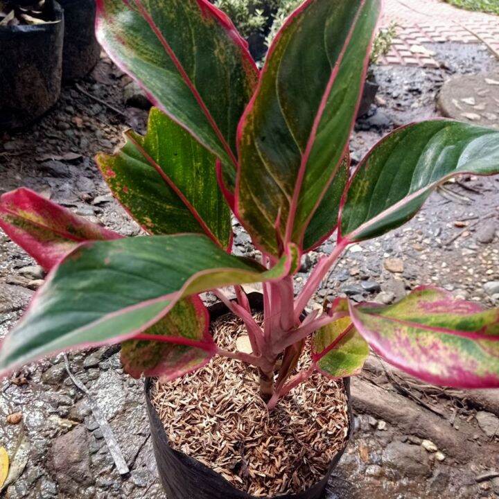 Aglaonema Red Siam Plants | Lazada PH