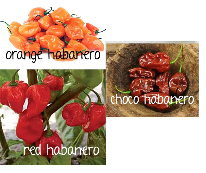 habanero chili chilli pepper capsicum orange red chocolate plant seeds