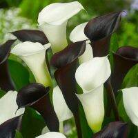 20 เมล็ดพันธุ์ ต้นคาลล่าลิลลี่ คาลล่า ลิลลี่ (Calla Lily) เป็นดอกไม้ ที่แทนสัญลักษณ์แห่งความรัก อัตราการงอก 80-85%