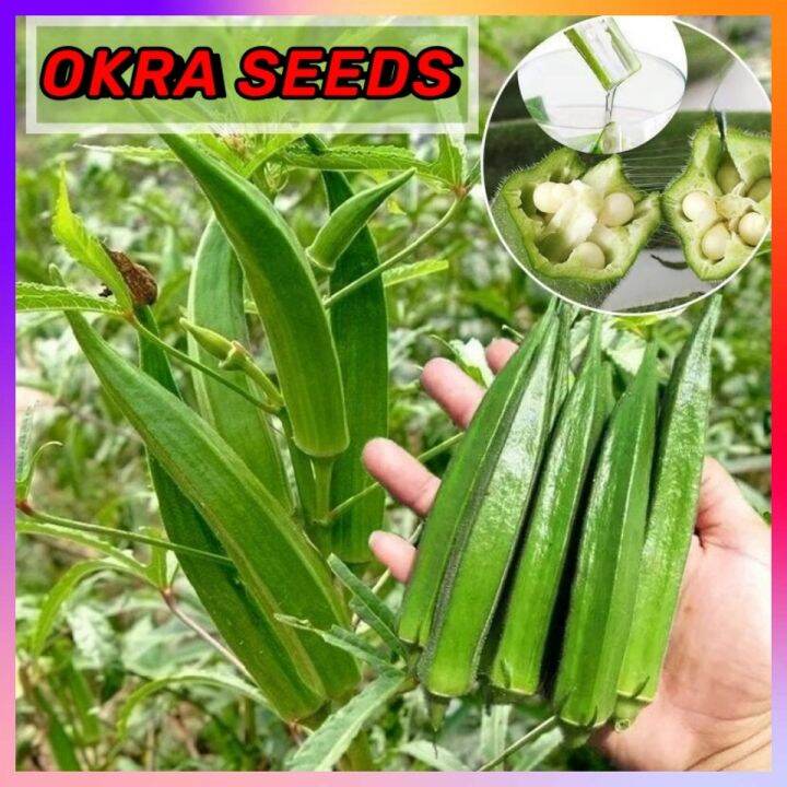 50 Seeds/pack HYBRID OKRA SEEDSOKRA VEGETABLE SEEDS/Smooth Green Variety Lazada PH