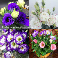 ปลูกง่าย ปลูกได้ทั่วไทย ของแท้ 100% 250 เมล็ด Eustoma Grandiflorum Flower Seeds เมล็ดดอกไม้ ต้นไม้มงคล ดอกไม้ตกแต่ง ดอกไม้จริง ไม้ดอกไม้ประดับ แต่งบ้านและสวน บอนไซ Plants พันธุ์ไม้ดอก เมล็ดดอกไม้ Plants เมล็ด คุณภาพดี ราคาถูก