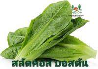 สลัดคอส บอสตัน เมล็ดพนธุ์สลัดคอสบอสตัน   Lettuce Boston Cos Seed บรรรจุ 50 เมล็ด 10 บาท