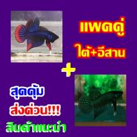 ปลากัดแพคคู่ ใต้+อีสาน ได้2ตัว ตัวผู้