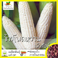 เมล็ดพันธุ์ ข้าวโพดฮอกไกโด เพียวไวท์ 12 เมล็ด Pure White Sweet Corn F1 seed เมล็ดพันธุ์แท้100%นำเข้าจากต่างประเทศ หวาน