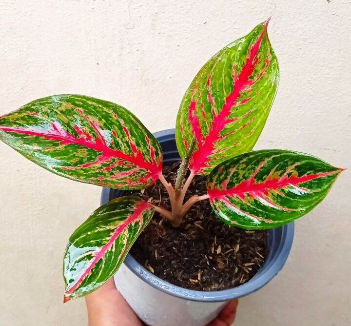 RED Peacock Aglaonema 3-4 LEAVES | Lazada PH