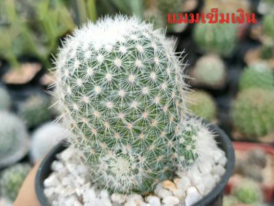 แคคตัส (Cactus) หรือ ต้นกระบองเพชร (แมมเข็มเงิน)