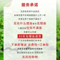 Maojian Tea 2022 New Tea Xinyang Green Tea Mingqian Handmade Bud Spring Tea Cloud Mist Strong Fragrance Type Bubble-Resistant Bulk