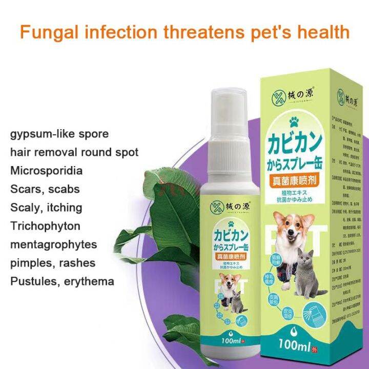 Pet Fungal Infection, Skin Disease, Dog And Cat, Shedding, Dermatitis