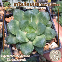 ฮาโวเทีย Haworthia Marin ติดด่างเล็กน้อย (ส่งแบบล้างราก)