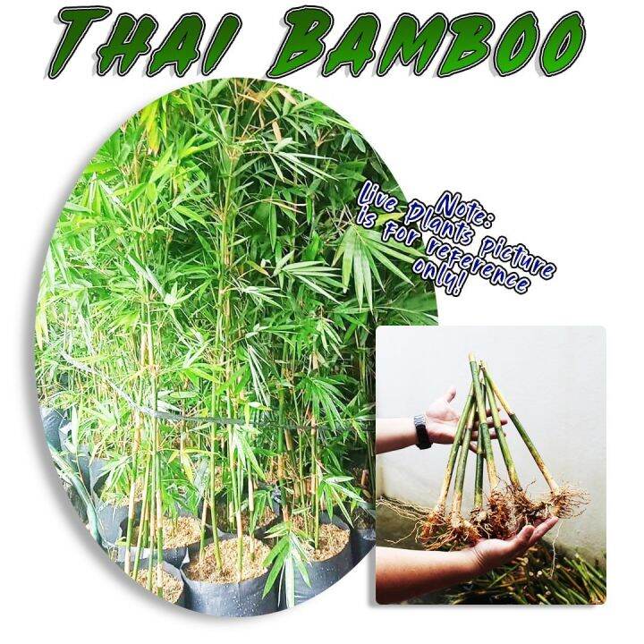 THAI BAMBOO BAMBOO CUTTINGS PENCIL SIZE ROOTED READY TO PLANT GARDERNER CHOICE QUALITY BAMBOO