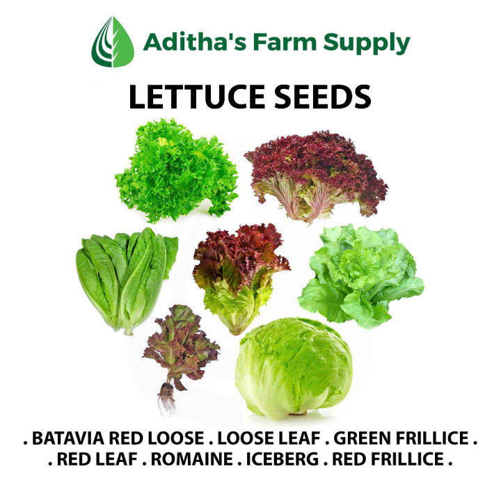 Evergreen Park AFS Lettuce Seeds Romaine, Frillice, Iceberg, Red Leaf
