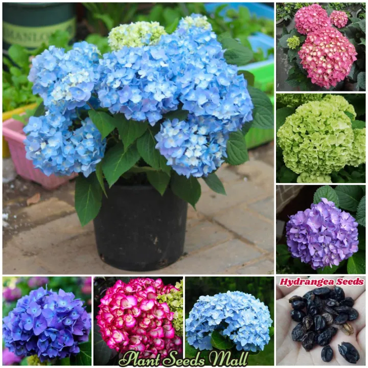 [Fast Delivery] High Quality Hydrangea Seeds for Sale Bonsai Flower