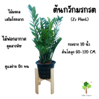 ต้นกวักมรกต(Zz plant)ไม้ฟอกอากาศ กระถาง10นิ้ว ต้นโต พุ่มสวย