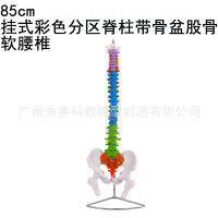 กระดูกสันหลังของมนุษย์ 80CM ธรรมชาติกระดูกสันหลังมนุษย์ขนาดใหญ่ผู้ใหญ่ 1:1 มีกระดูกสันหลังทรวงอกและกระดูกเชิงกราน