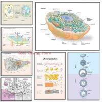 โปสเตอร์วิทยาศาสตร์ Eukaryotic Animal Cell,DNA Organization,Mitochondrial Genes ภาพวาดผ้าใบพิมพ์ Wall Art ห้องปฏิบัติการตกแต่งบ้านใหม่