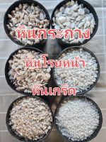 ? หินโรยหน้าแคคตัส หินกระบองเพชร หินโรยกระถาง ขนาด 500 กรัม ของมีพร้อมส่ง เก็บเงินปลายทาง ?