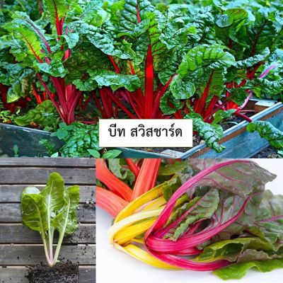 เมล็ดผักสลัดบีท สวิสชาร์ด มิกซ์สตาร์ 5 เมล็ด (ซื้อ10แถม1 คละได้)