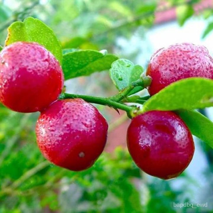 20-เมล็ดพันธุ์-เมล็ด-มะนาวแดง-ผลสีแดง-red-lemon-tree-seed-organic-fruit-seed-bonsai-blood-orange-seed-อัตราการงอก-80-85